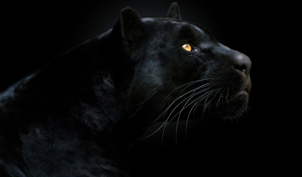 GoodFon.com - Free Wallpapers, download. look, face, Panther, black backgro...