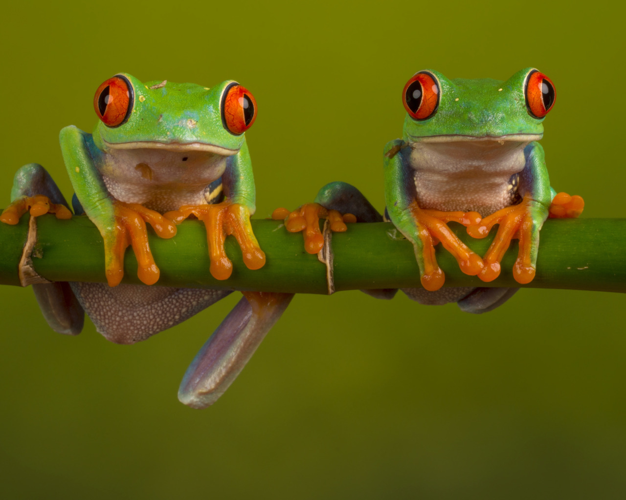 Download wallpaper macro, nature, two, frog, stem, frogs, a couple, green,  green background, fauna, dendrobates, section macro in resolution 1280x1024