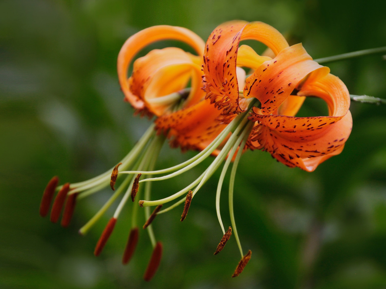 Download wallpaper macro, Lily, stamens, Tiger Lily, section flowers in res...