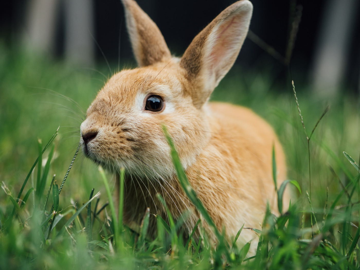 Download wallpaper grass, rabbit, ears, section animals in resolution 1400x...