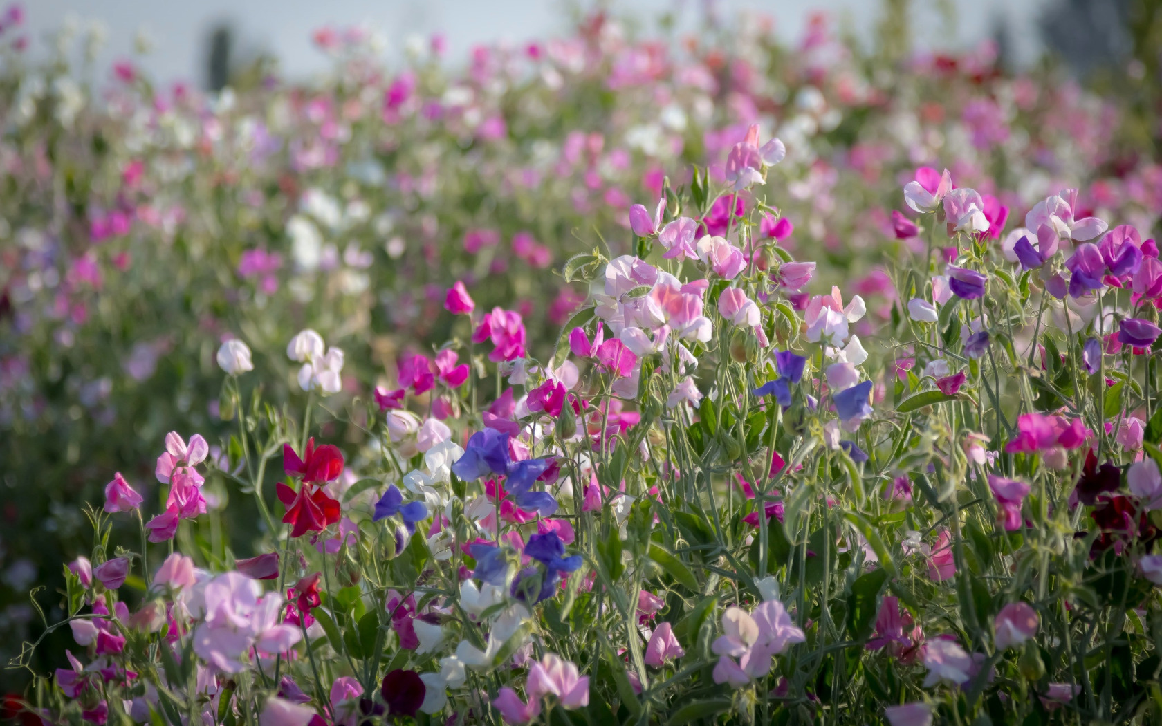 Download wallpaper pink, meadow, sweet peas, section flowers in resolution ...