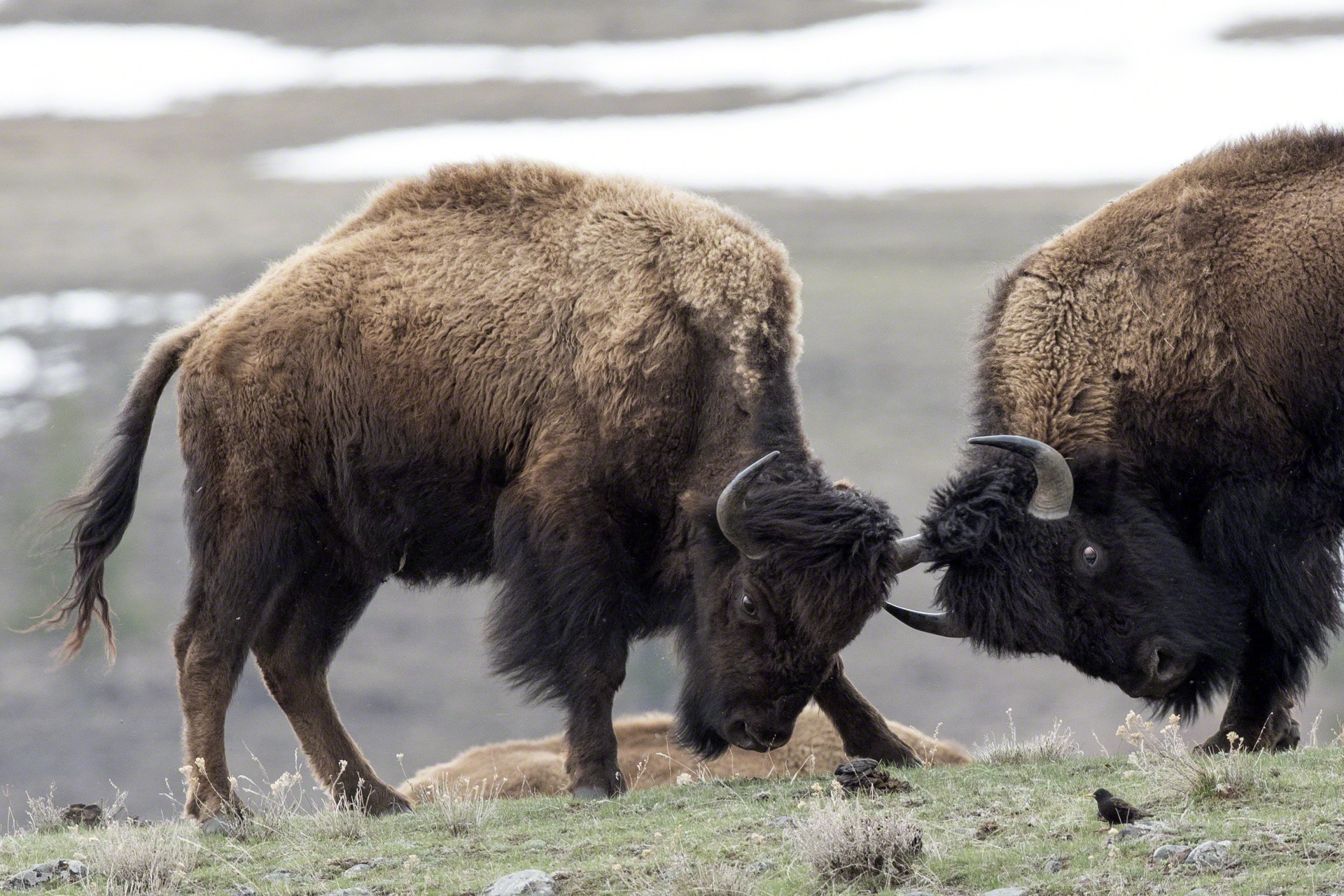 Download wallpaper nature, fight, Buffalo, section animals in resolution 19...