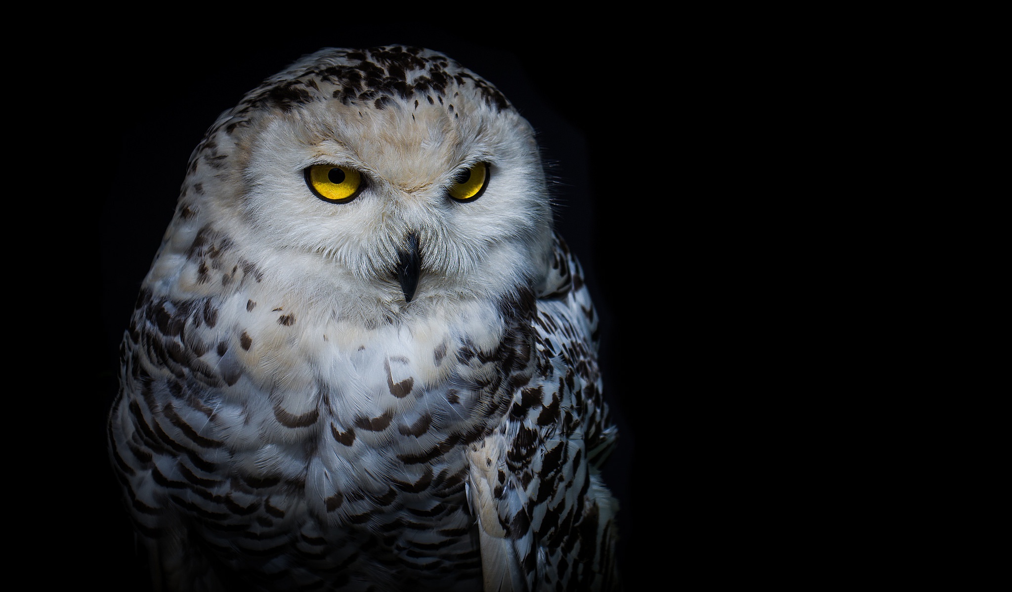 Download wallpaper look, night, owl, section animals in resolution 2048x119...