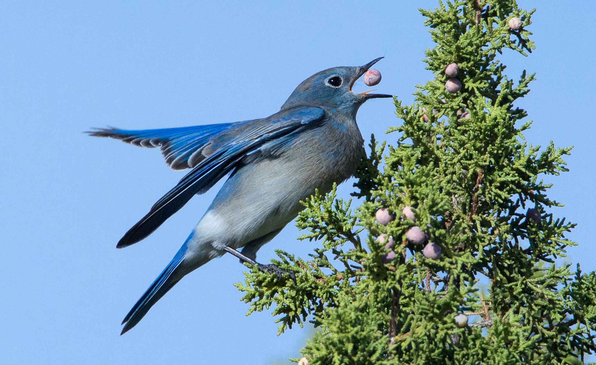 Female bluebird picture - 🧡 Восточная сиалия (самка) - Eastern Bluebird fe...