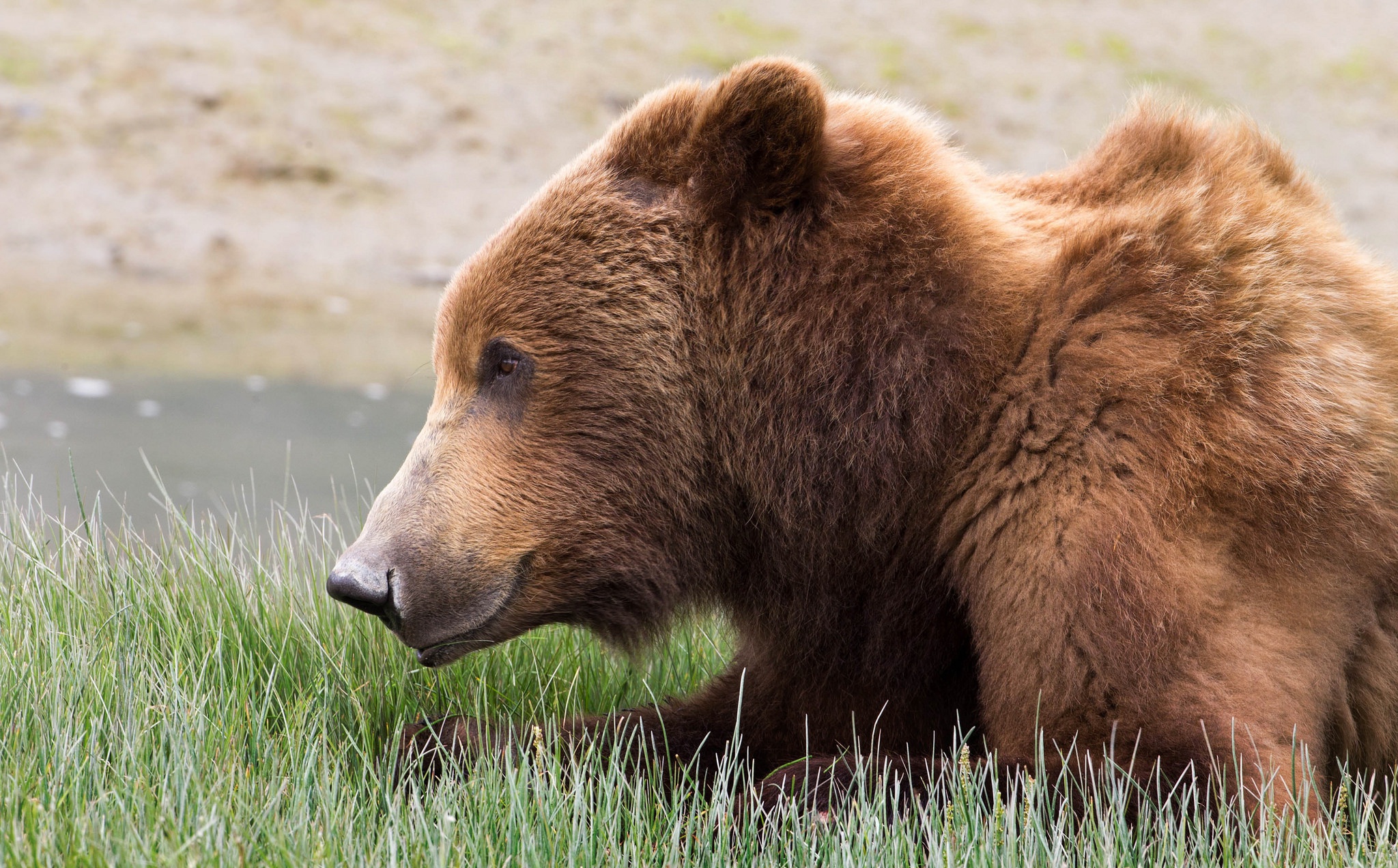 Download wallpaper grass, nature, brown bear, section animals in resolution...