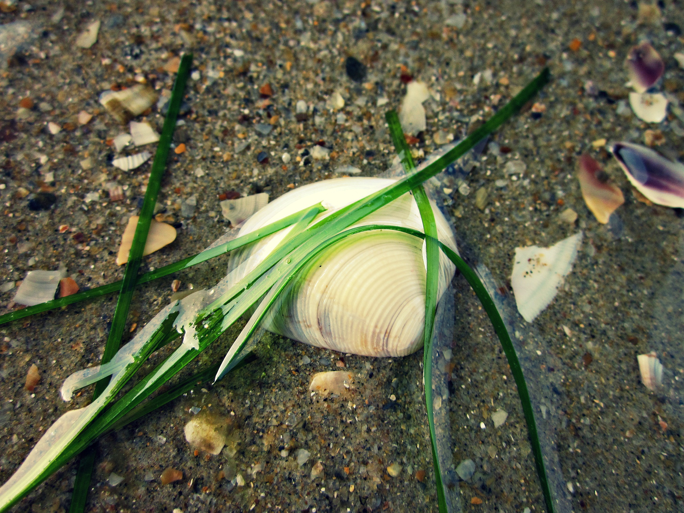 Водоросли ракушки. Ракушки водоросли. Растения в ракушках. Ракушки на траве. Ракушки черного моря.