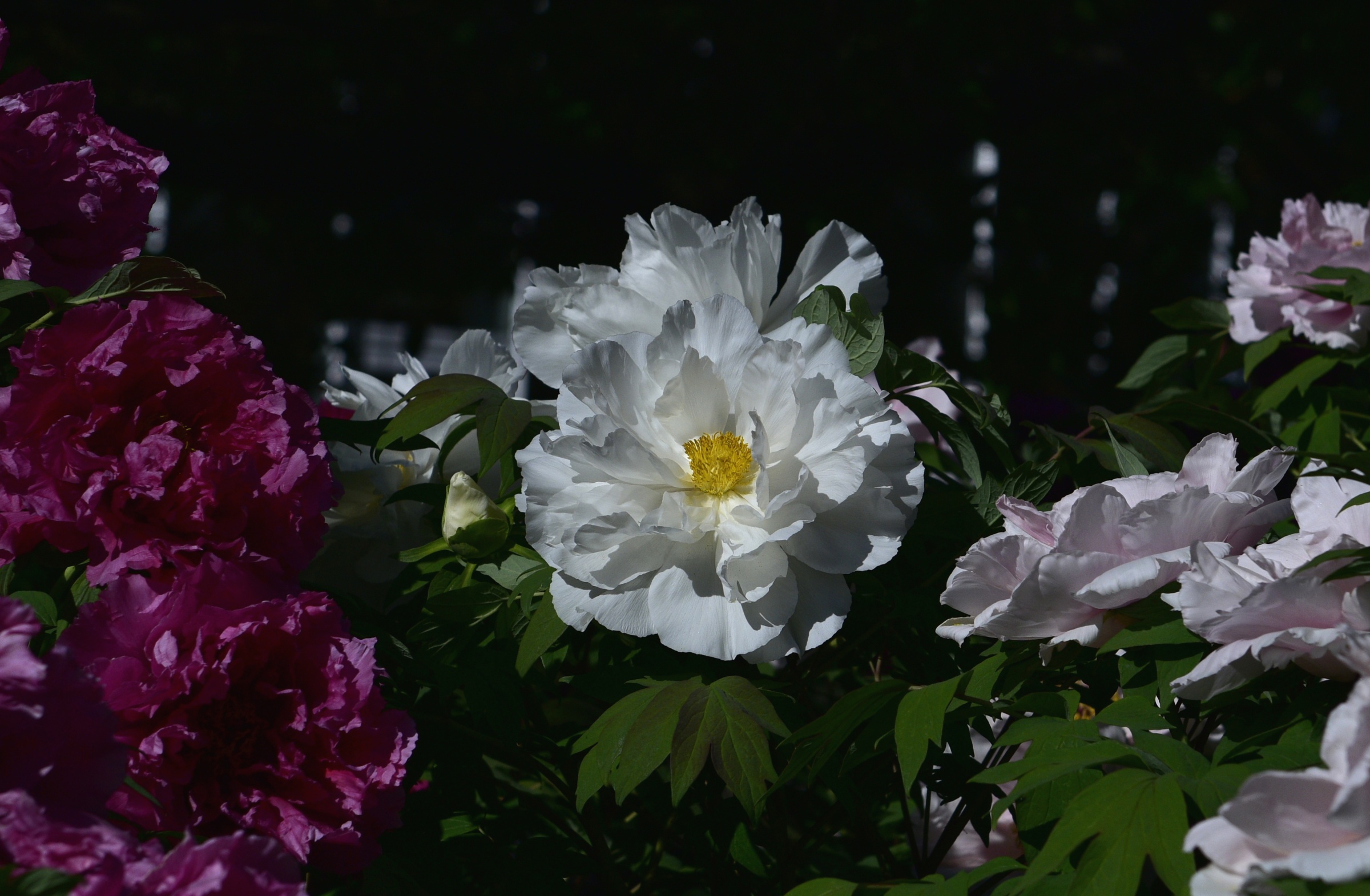 spring, the bushes, peonies. 