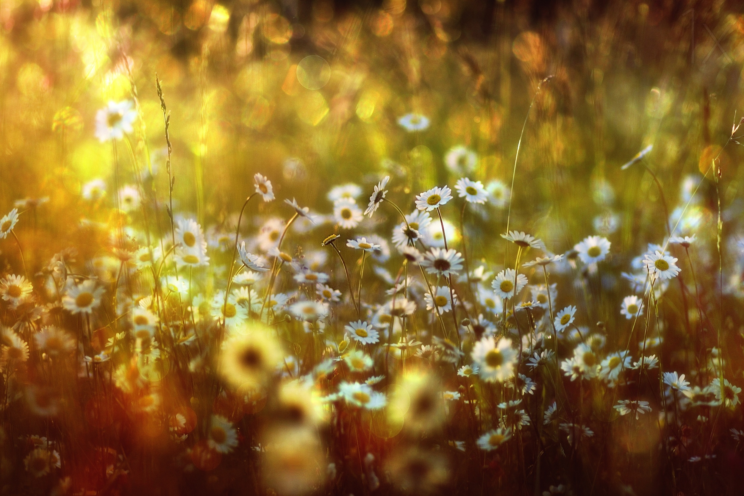 GoodFon.com - Free Wallpapers, download. grass, light, flowers, chamomile, ...
