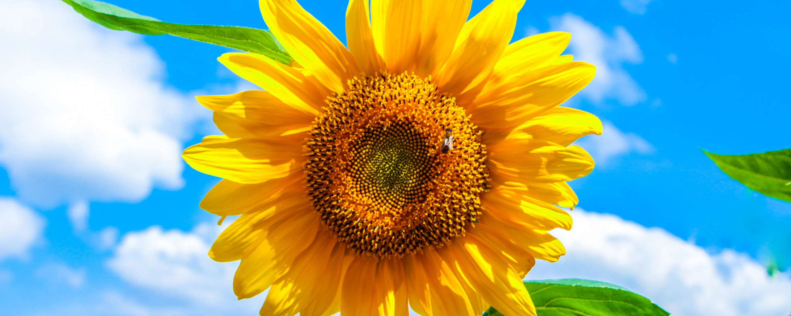 Download wallpaper the sky, clouds, sunflower, petals, secti