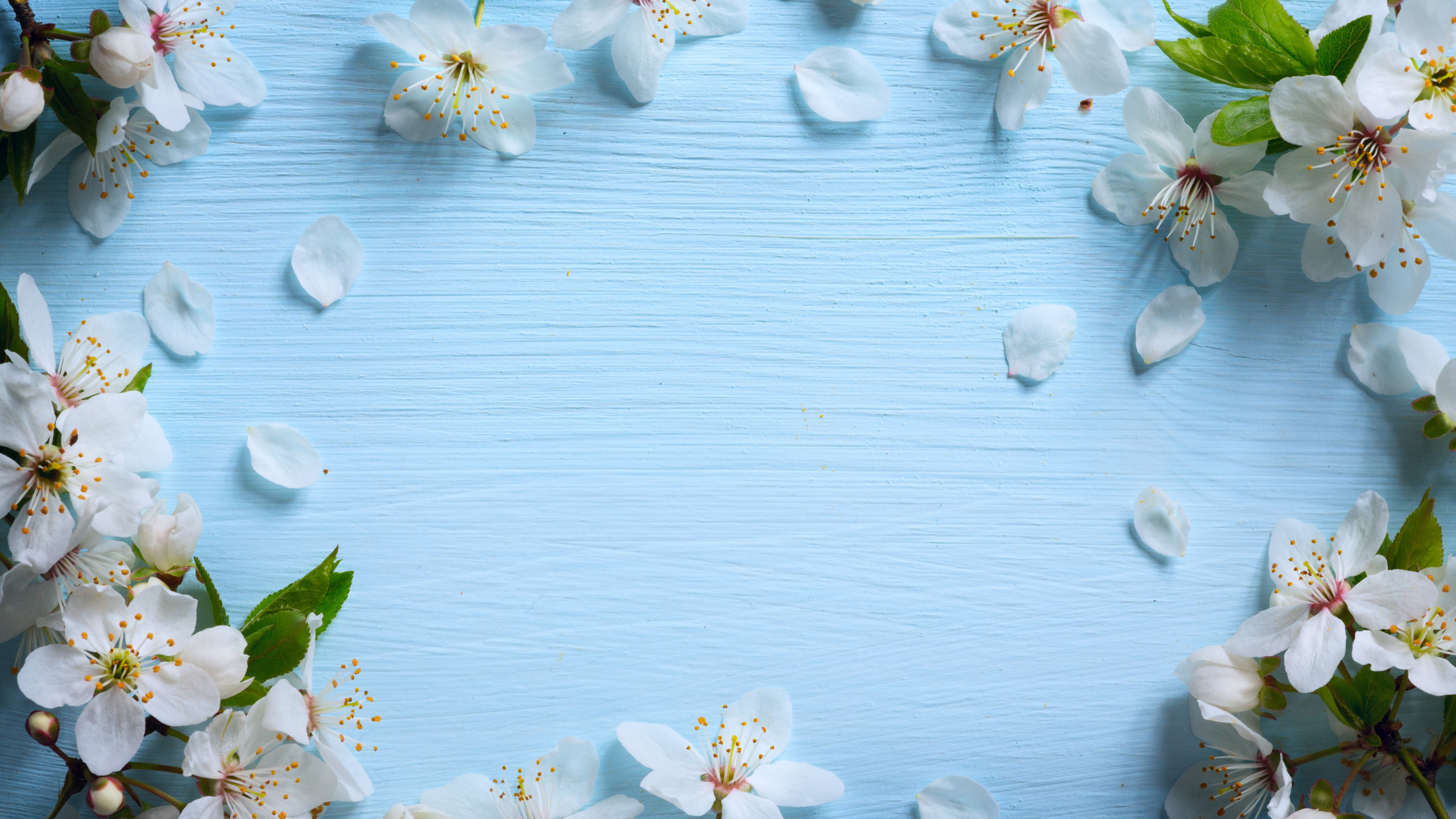 blue wood blossom spring flowers vesna iablonia tsvety