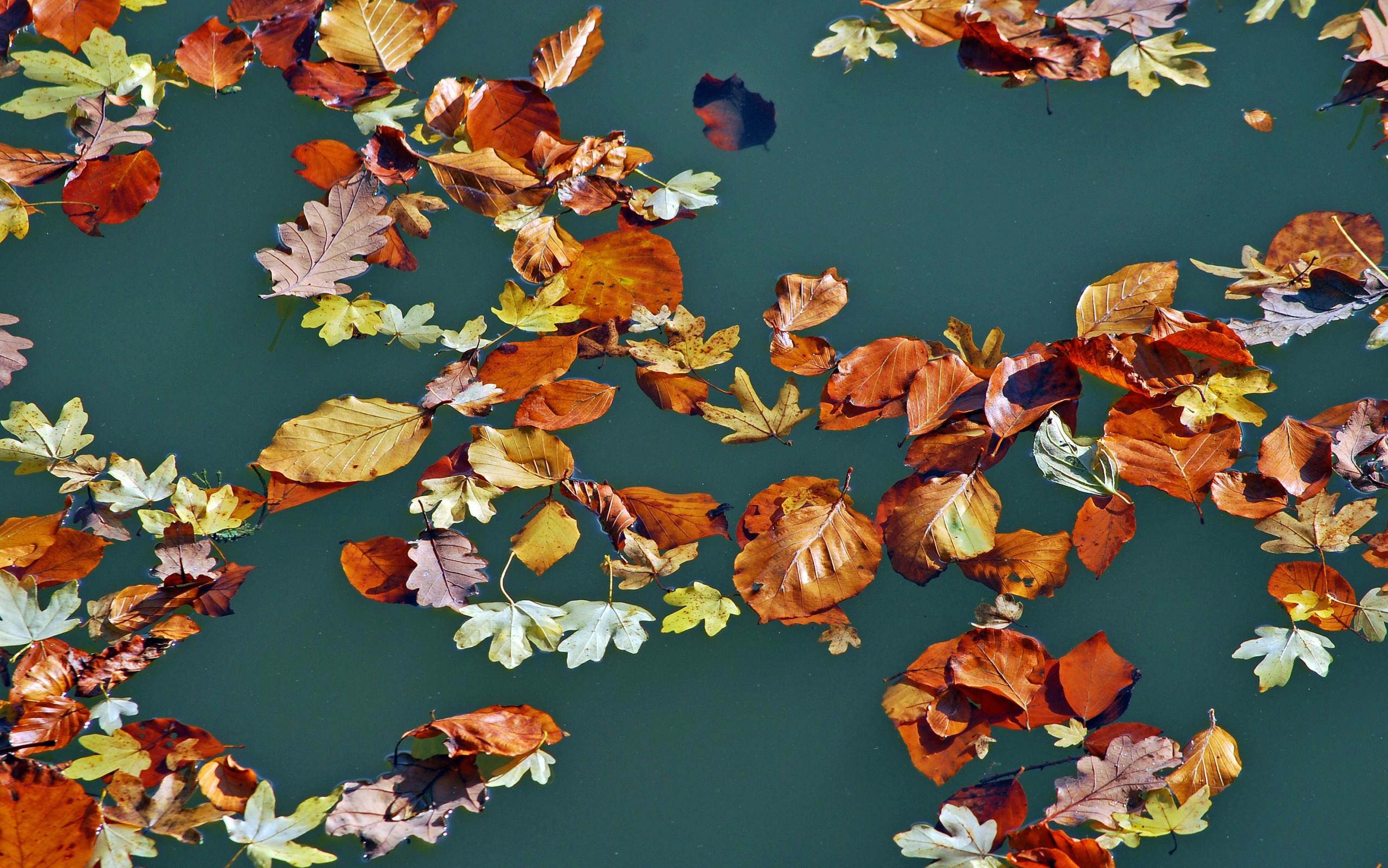 GoodFon.com - Free Wallpapers, download. autumn, leaves, water. 