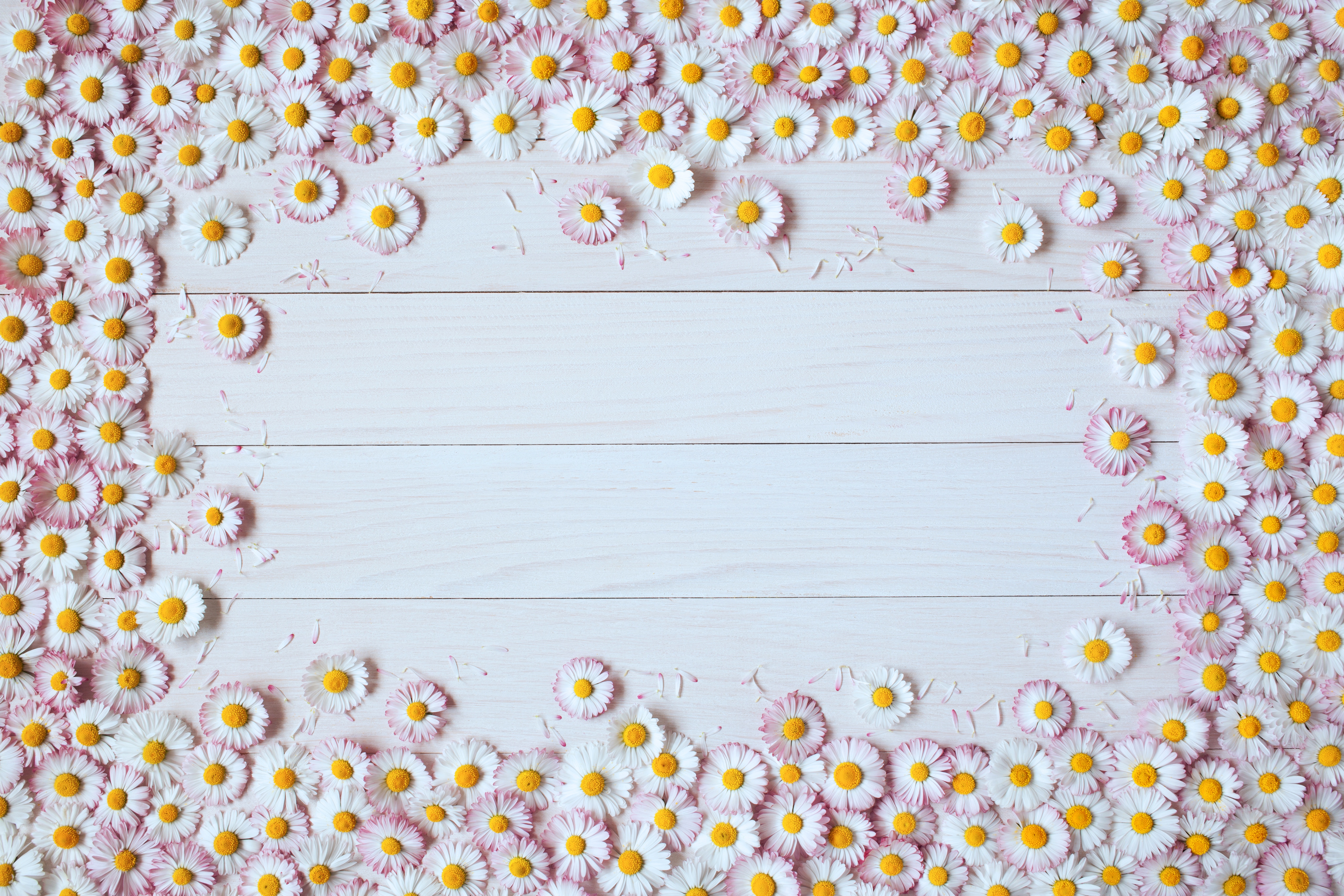 GoodFon.com - Free Wallpapers, download. flowers, Board, chrysanthemum. 