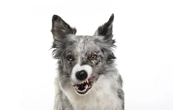 Picture dog, muzzle, grin, white background, grin, dog