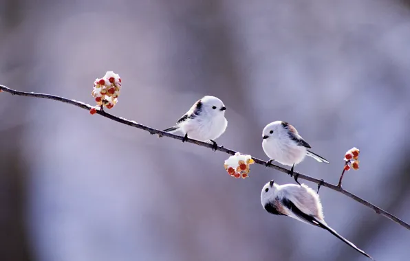 Picture winter, birds, berries, branch, Japan, Hokkaido, long-tailed tit