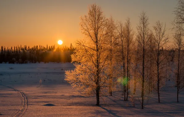 Picture The sun, The sky, Nature, Winter, Trees, Snow, Forest, Branches, Rays