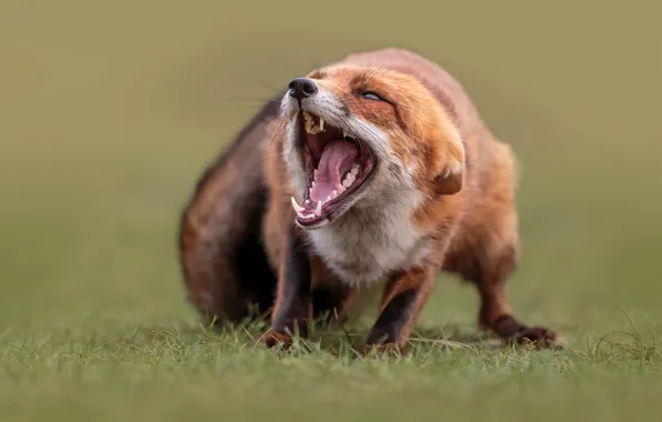 Picture grass, nature, animal, mouth, Fox, Fox