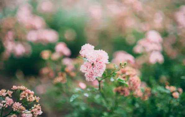 Picture flowers, roses, pink, bokeh
