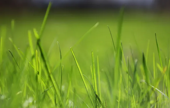 Picture greens, spring, grass