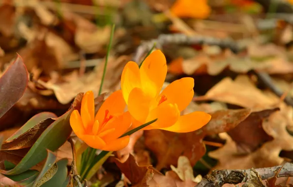Picture Foliage, Crocuses, Crocuses, Leaves, Yellow flowers, Yellow flowers