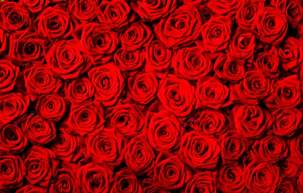 Picture flowers, background, roses, texture, red
