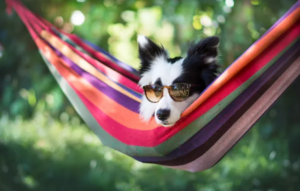Picture face, dog, glasses, hammock, bokeh, The border collie