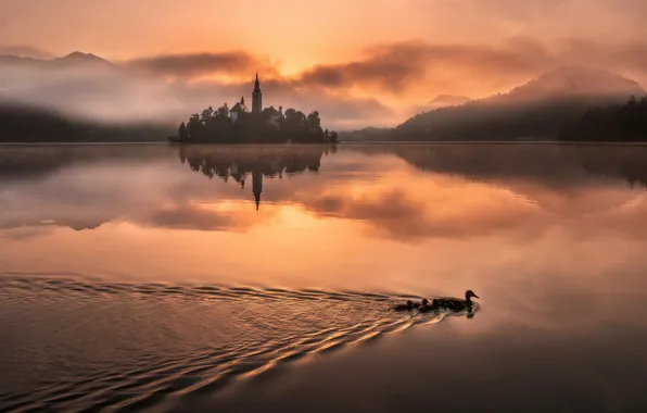 Picture mountains, birds, fog, lake, reflection, dawn, island, duck, morning, Slovenia, Lake Bled, Slovenia, Lake bled, …