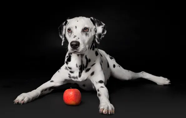 Picture Apple, portrait, dog, puppy, black background, Dalmatian