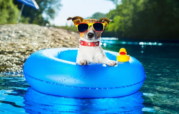 Picture water, round, dog, glasses, Jack Russell Terrier