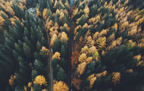 Picture road, autumn, forest, trees, nature, the view from the top