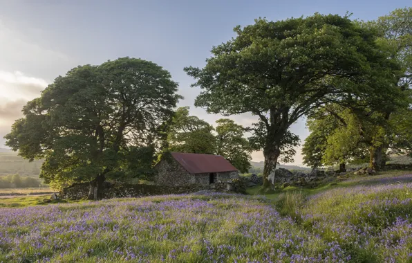 Picture trees, England, the barn, Devon
