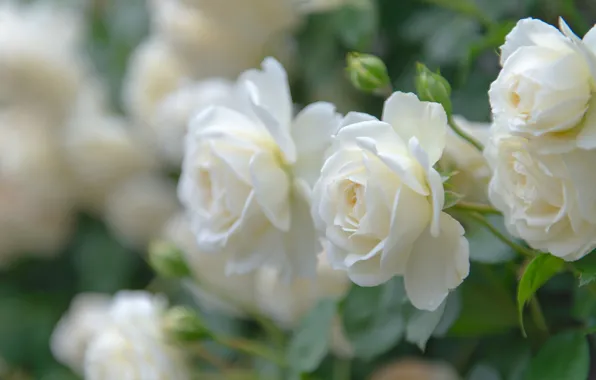 Picture macro, roses, petals, buds, white roses, bokeh