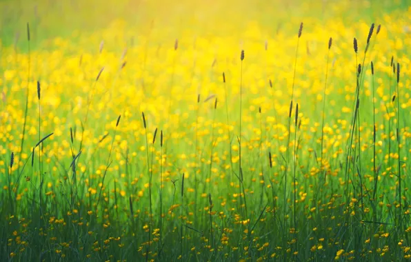 Picture field, summer, grass, flowers, bokeh