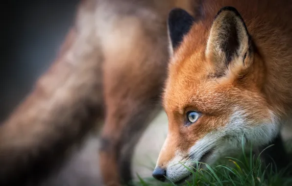 Picture face, Fox, red, bokeh