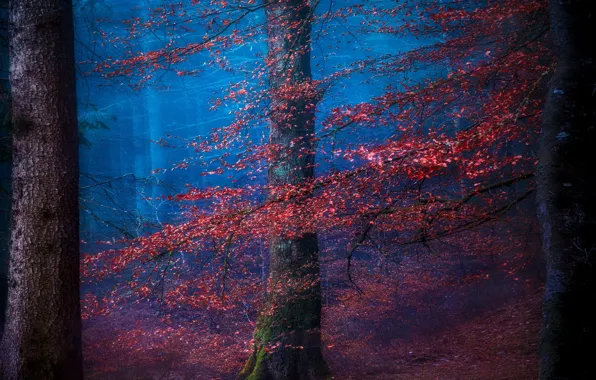 Picture autumn, trees, nature, haze, blue mist