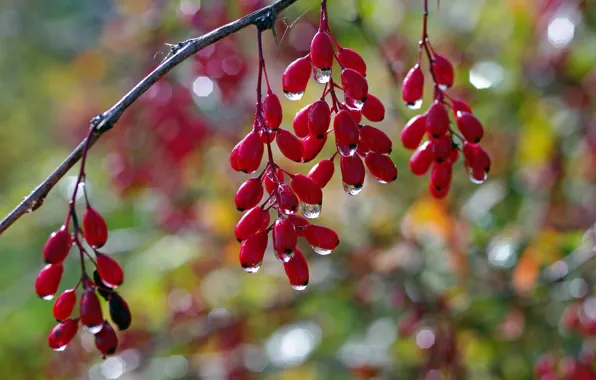 Picture autumn, drops, macro, berries, beauty, branch, fruit, many, cottage, suspension, barberry