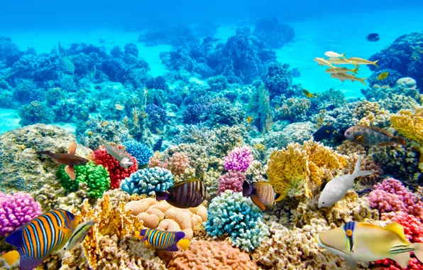 Picture fish, blue, the bottom, corals, underwater world