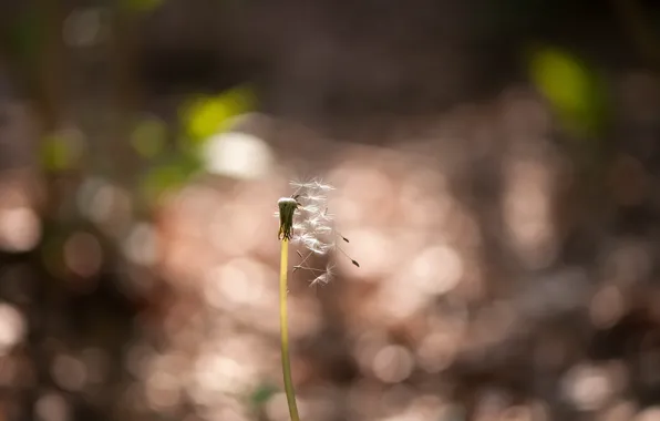 Picture nature, background, dandelion