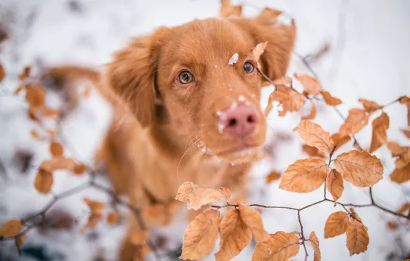Picture winter, frost, eyes, look, leaves, snow, branches, nature, background, foliage, portrait, dog, blur, nose, red, …