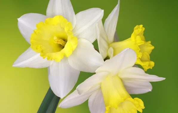 Picture background, petals, daffodils