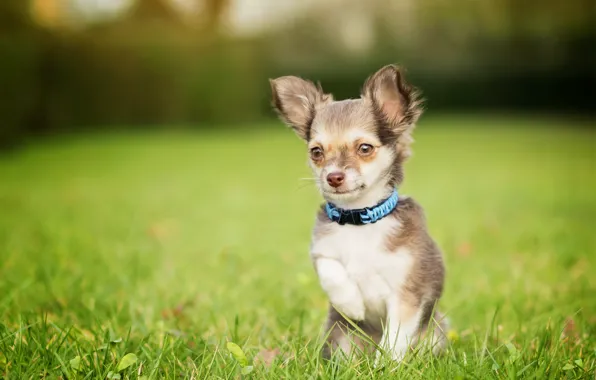 Picture grass, dog, face, lawn, Chihuahua, bokeh, doggie, foot, dog