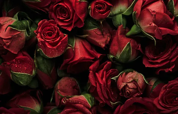 Picture flowers, background, roses, red, red, buds, fresh, flowers, background, roses, natural