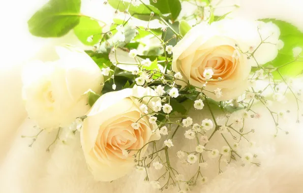 Picture tenderness, roses, gypsophila