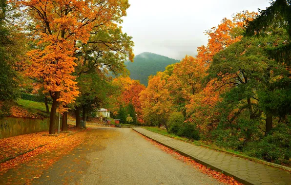 Picture Road, Autumn, Trees, Mountain, Street, Fall, Foliage, Mountain, Autumn, Street, Colors, Leaves