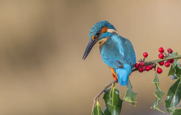 Wallpaper berries, bird, branch, Kingfisher images for desktop, section  животные - download
