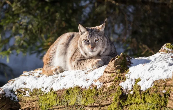 Picture snow, animal, stay, moss, log, lynx