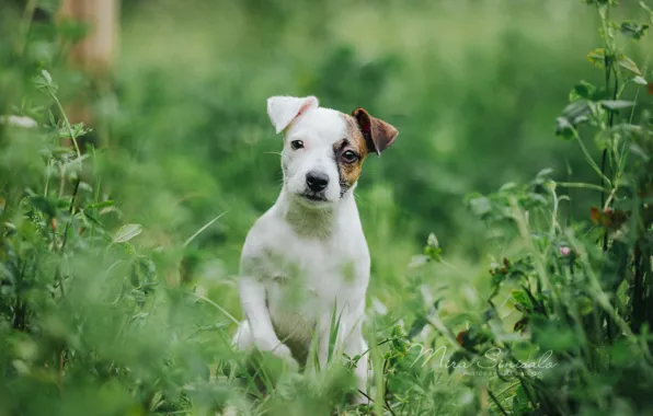 Picture grass, portrait, dog, puppy, doggie, The Parson Russell Terrier