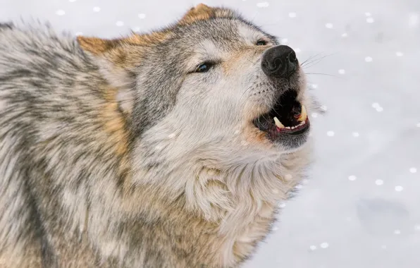 Picture snow, wolf, predator, howl