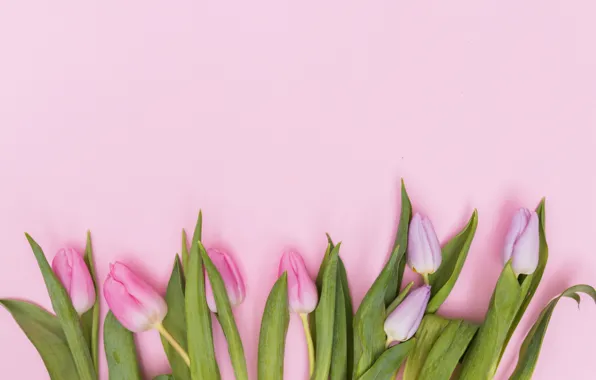 Picture flowers, tulips, pink, fresh, pink, flowers, tulips, spring, tender