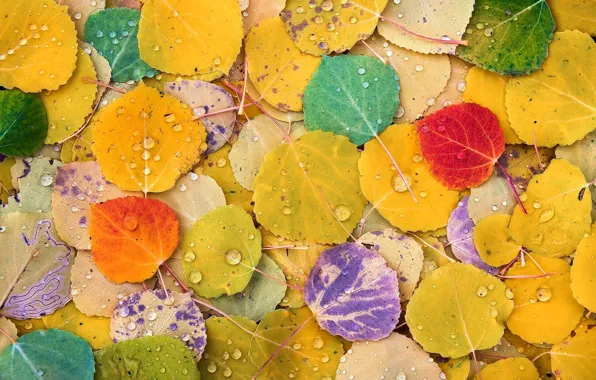 Picture autumn, color, macro, foliage, poplar