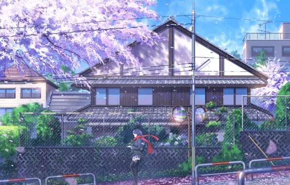 Picture wire, the fence, post, spring, Japan, Sakura, schoolgirl, flowering, art, mini skirt, blue sky, black …